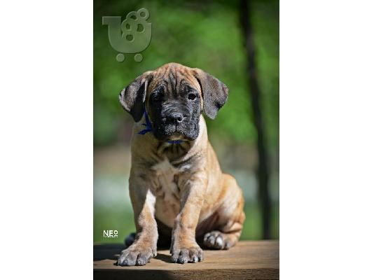 Cane Corso